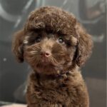 Jasper Toy Poodle