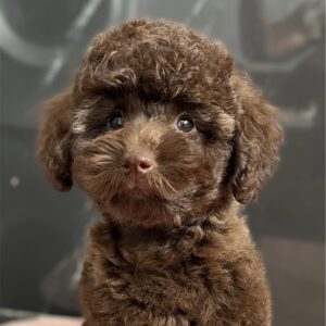 Franko Toy Poodle