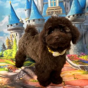 Franko Toy Poodle