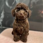 Franko-male-toy-poodle-puppy-for-sale- (5)