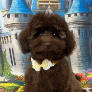 Franko Toy Poodle