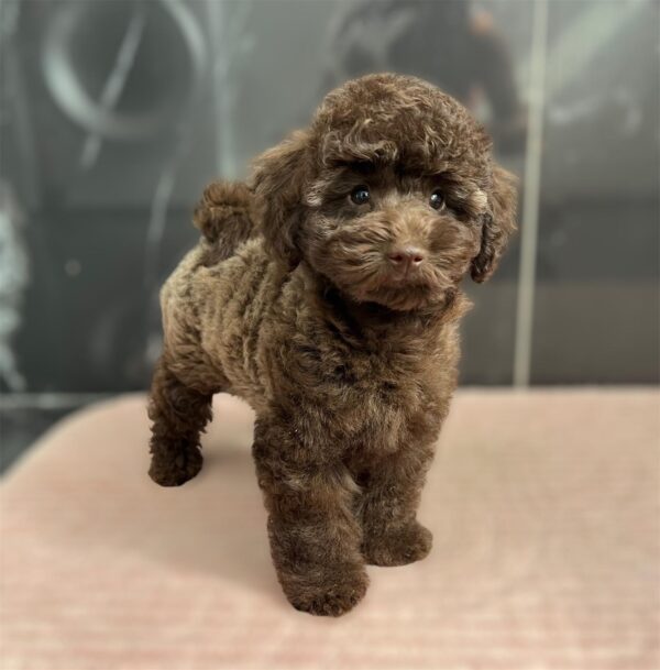 Franko Toy Poodle