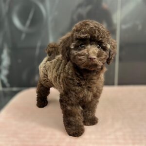Franko Toy Poodle