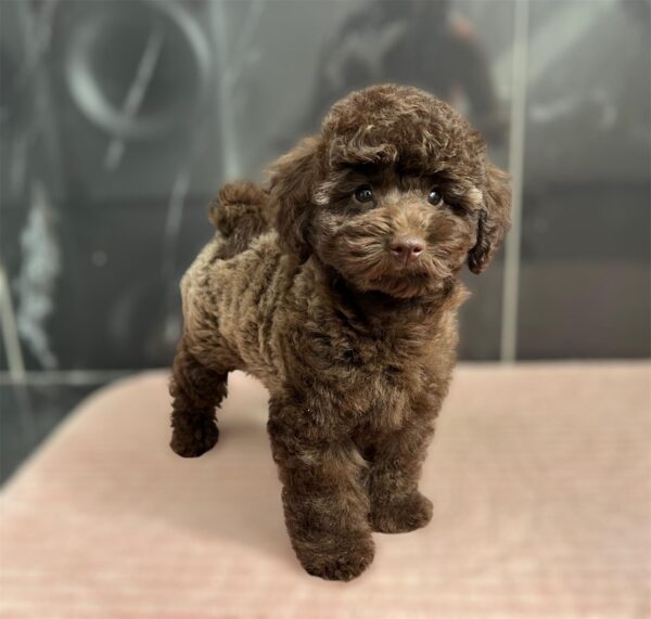 Franko Toy Poodle