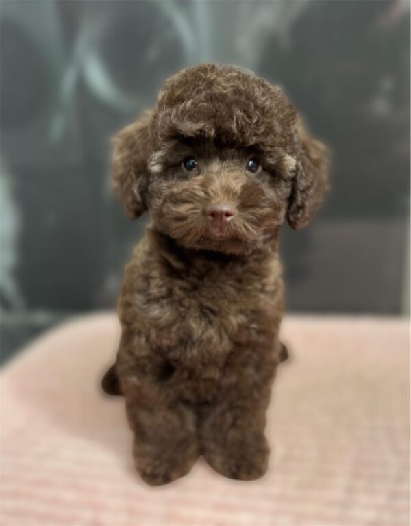 Franko Toy Poodle