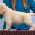 Gage-male-Golden-puppy-for-sale-UPD-1