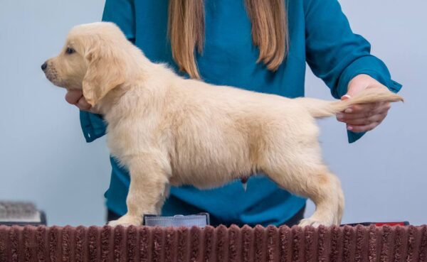 Gage Golden Retriever