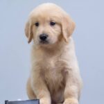 Grant Golden Retriever