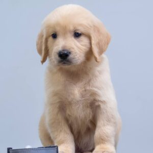 Gage Golden Retriever