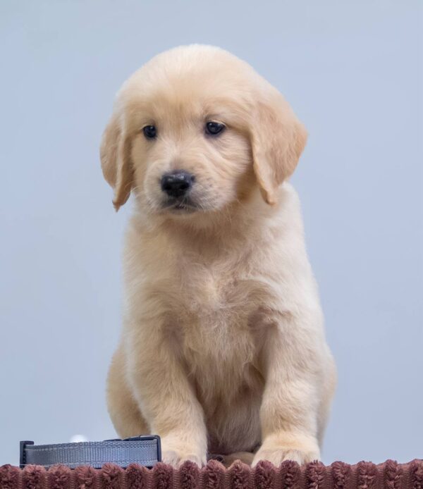 Gage Golden Retriever