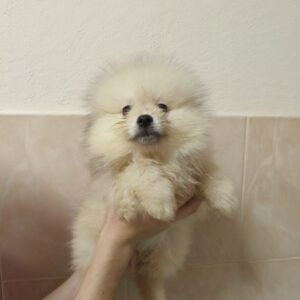 Garrett Pomeranian