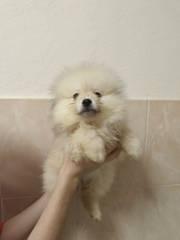 Garrett Pomeranian