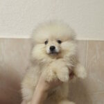 Gummi Pomeranian