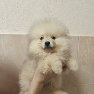 Garrett Pomeranian