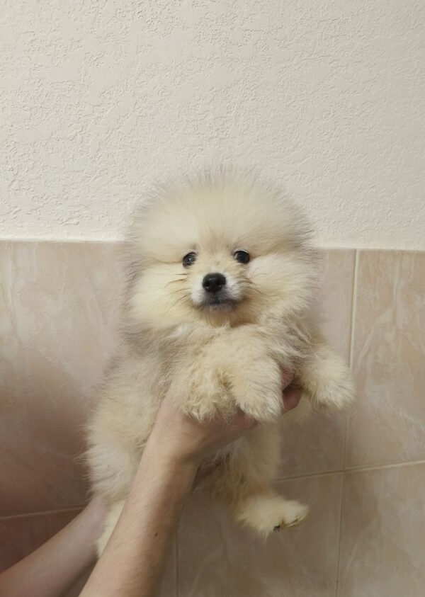 Garrett Pomeranian