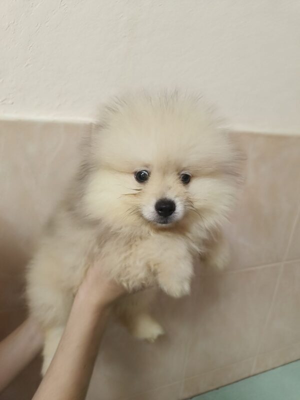 Garrett Pomeranian