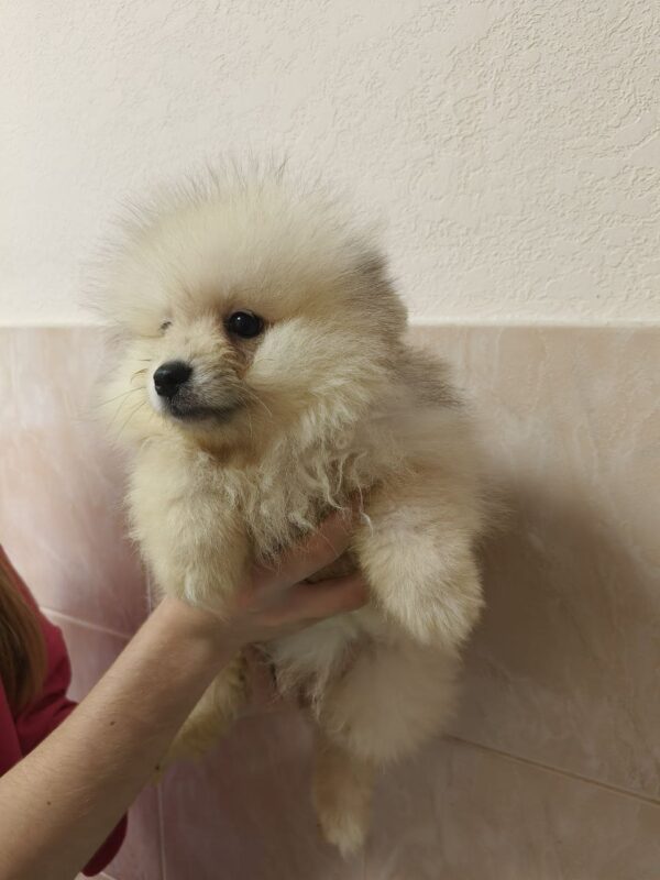 Garrett Pomeranian