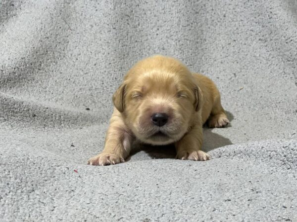 Gavin Golden Retriever