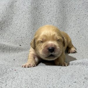 Gavin Golden Retriever