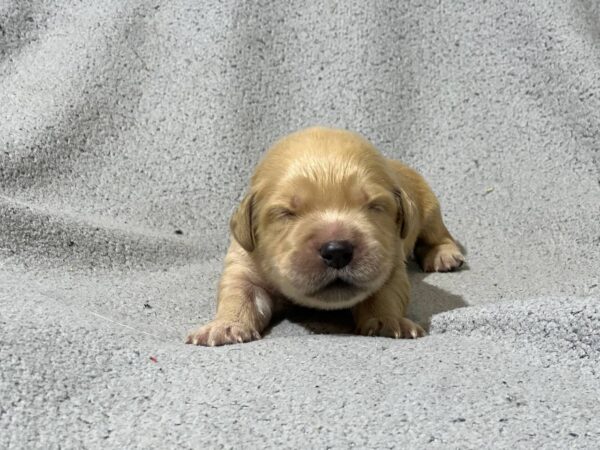 Gavin Golden Retriever