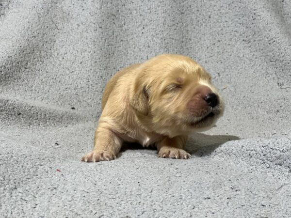 Gavin Golden Retriever