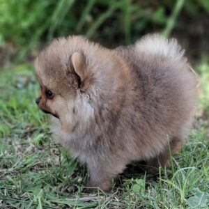 Gavrik Pomeranian