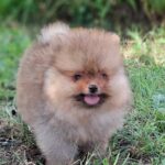 Garrett Pomeranian