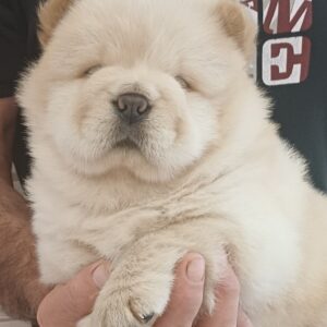 Gerda Chow-Chow