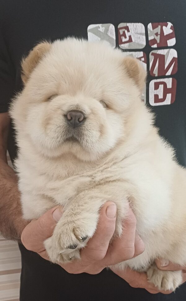 Gerda Chow-Chow