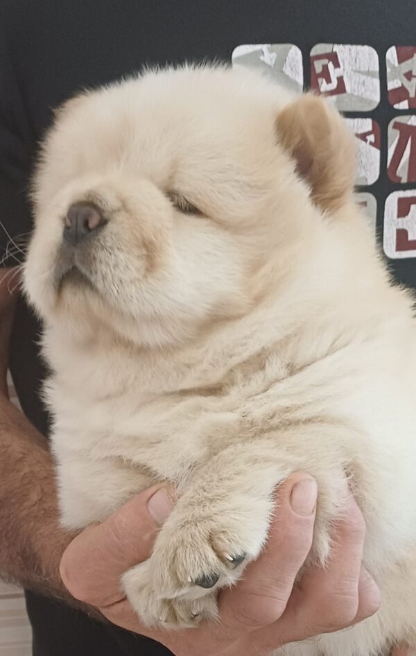 Gerda Chow-Chow