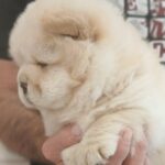 Gerda-female-chow-chow-puppy-for-sale-1 (3)