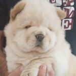 Gerda-female-chow-chow-puppy-for-sale-1 (4)