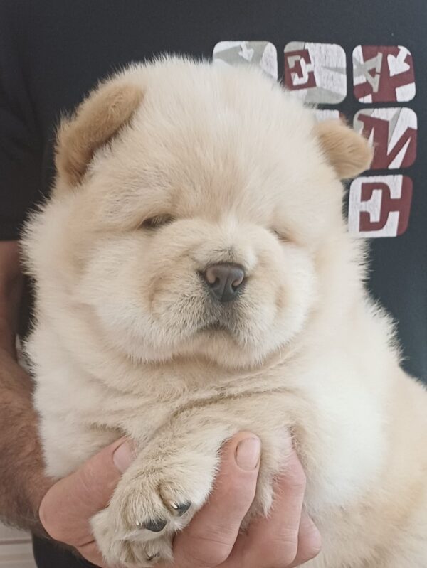 Gerda Chow-Chow