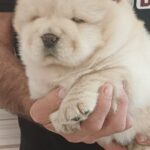 Gerda-female-chow-chow-puppy-for-sale-1 (5)
