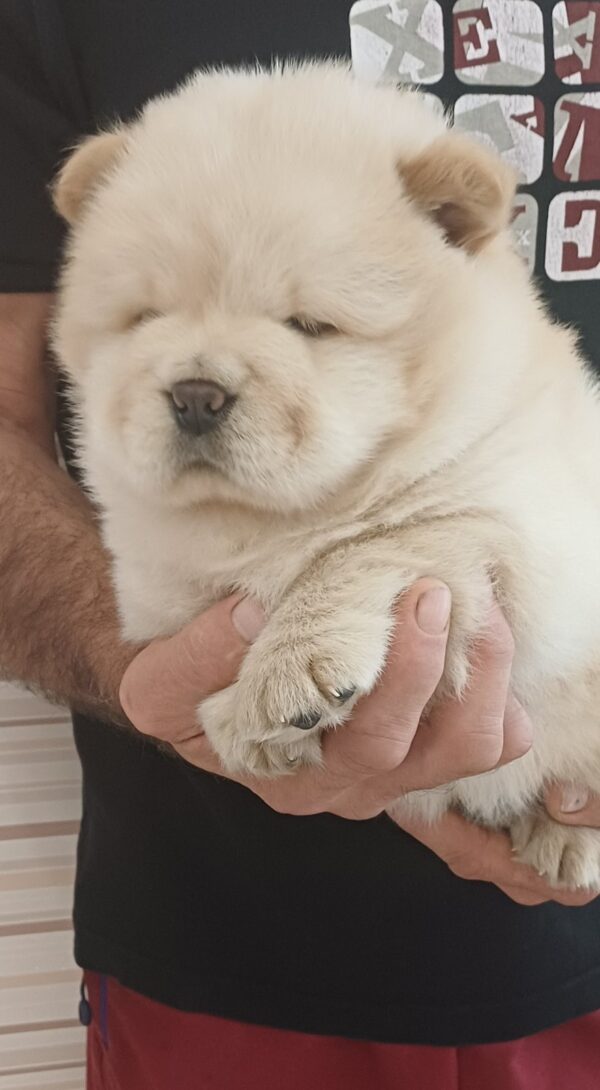 Gerda Chow-Chow