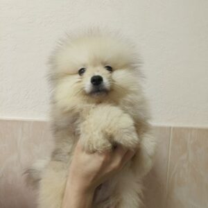 Gerry Pomeranian