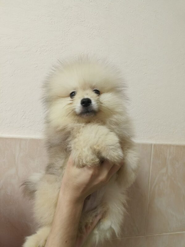 Gerry Pomeranian