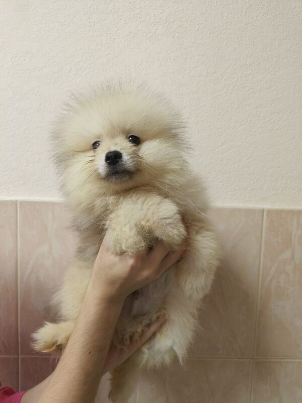 Gerry Pomeranian