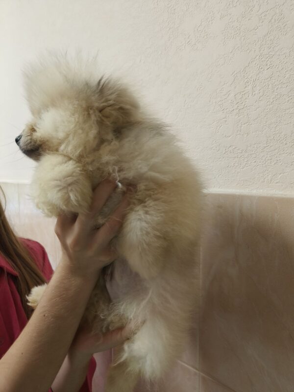 Gerry Pomeranian