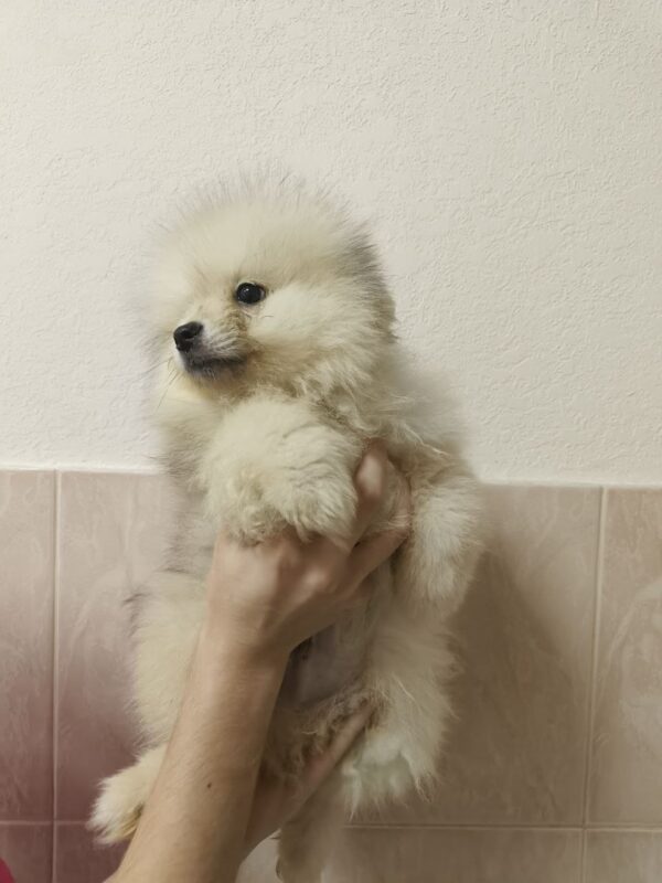 Gerry Pomeranian