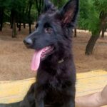 Cassio German Shepherd
