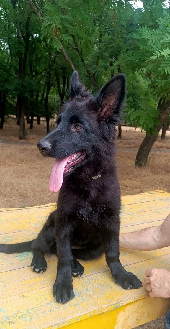 Gia German Shepherd