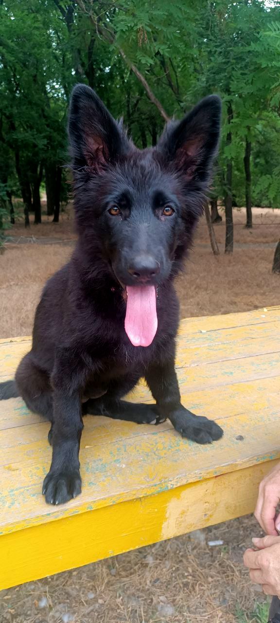 Gia German Shepherd