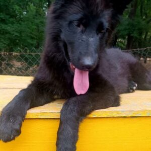Gia German Shepherd