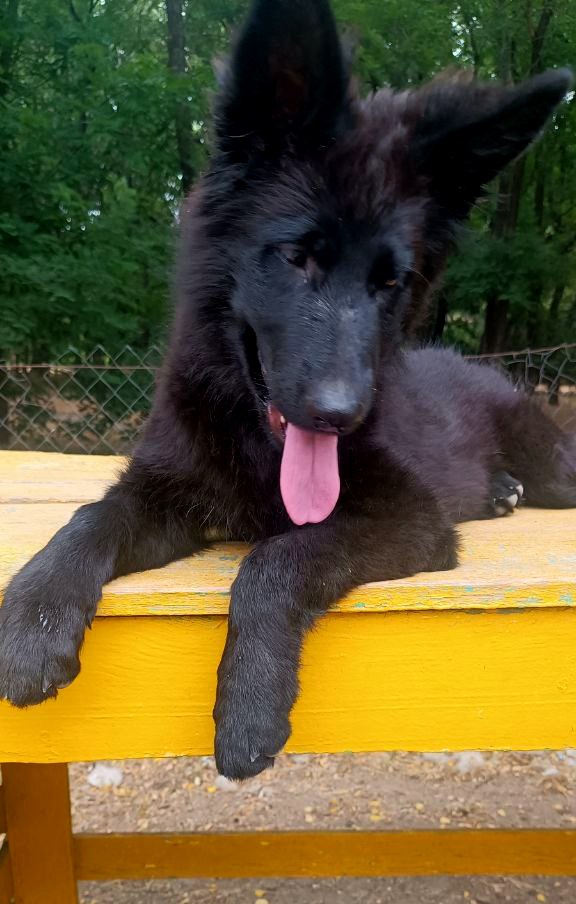 Gia German Shepherd