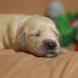 Gianna Golden Retriever