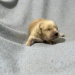Gilroy-male-Golden-Retriever-puppy-for-sale-1