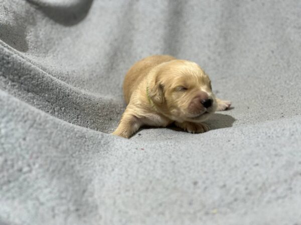 Gilroy Golden Retriever
