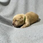 Gage Golden Retriever