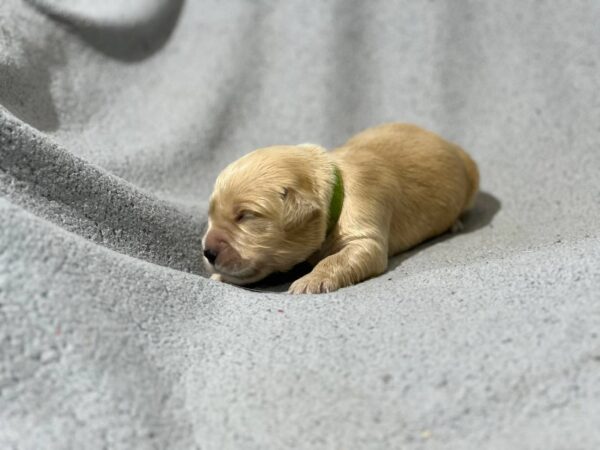 Gilroy Golden Retriever